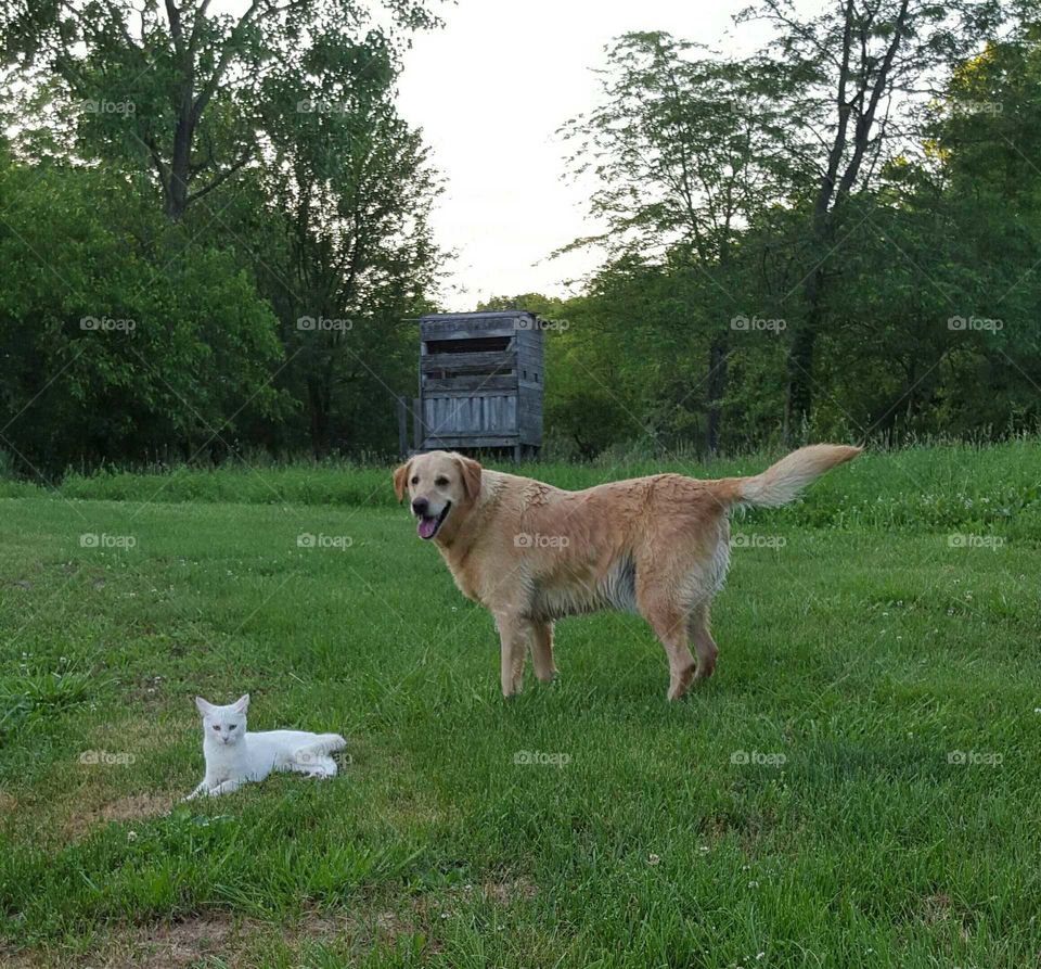 Labrador and cat