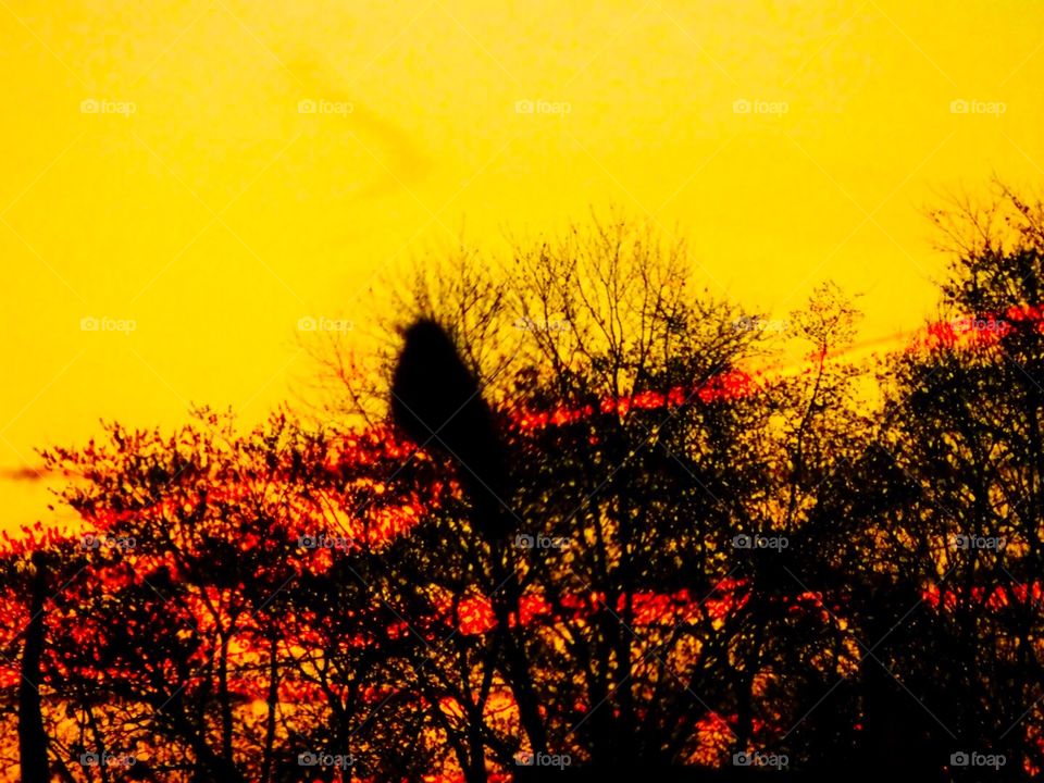 Sunset bird