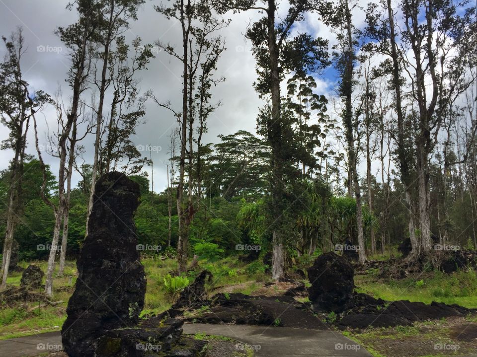 Lava tree state park