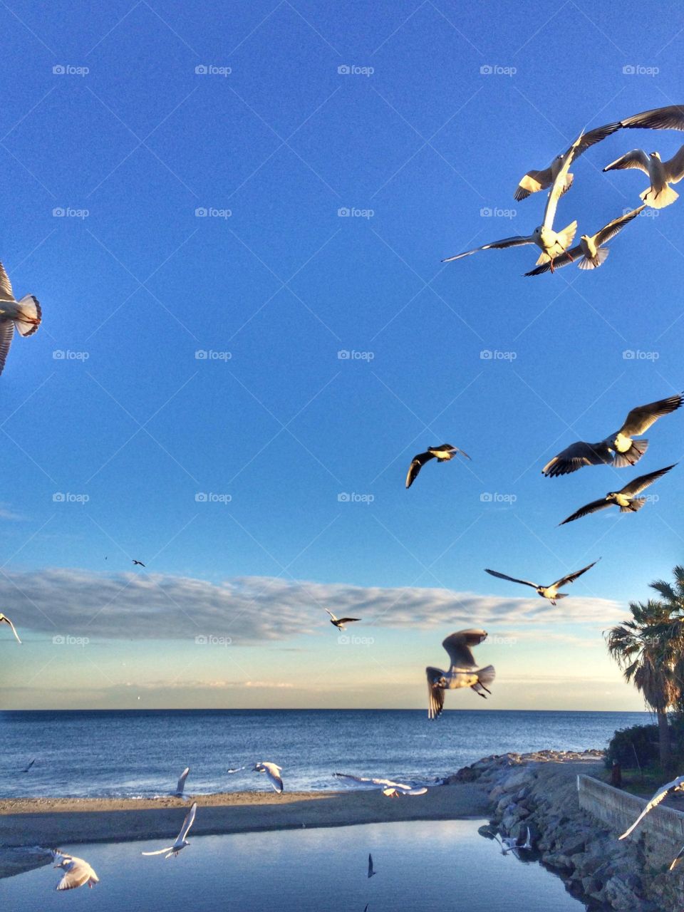 Gabbiani in volo sul mare