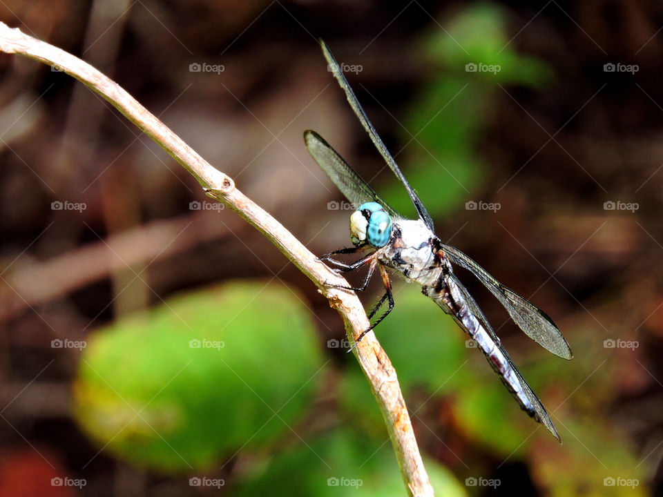 Dragonfly