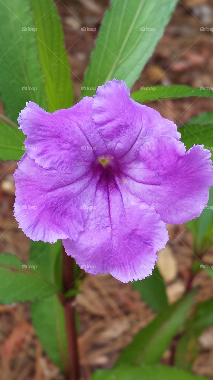 Purple Beauty