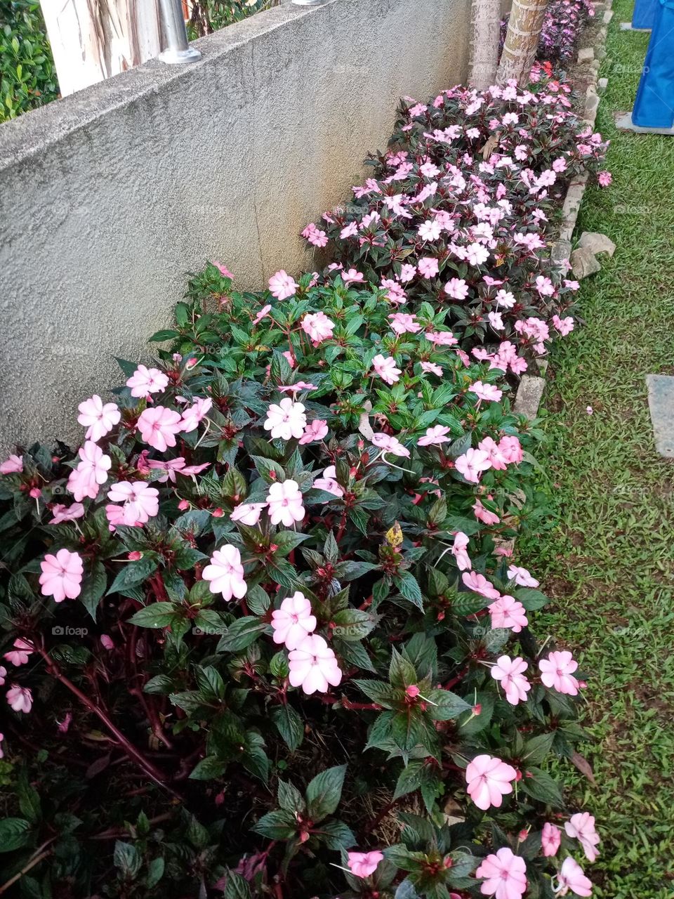 Flowers in the garden