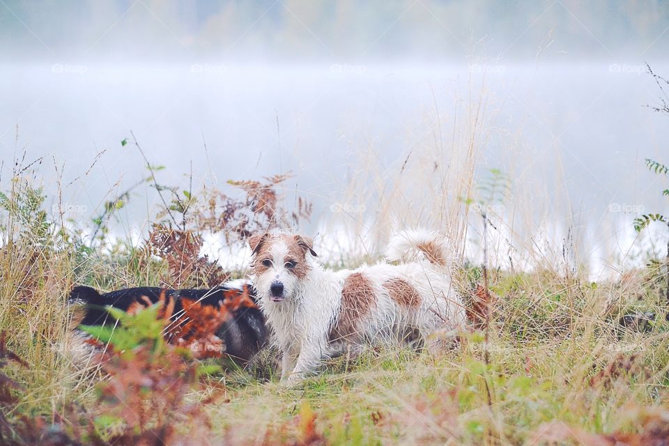 Dogs playing in the fog