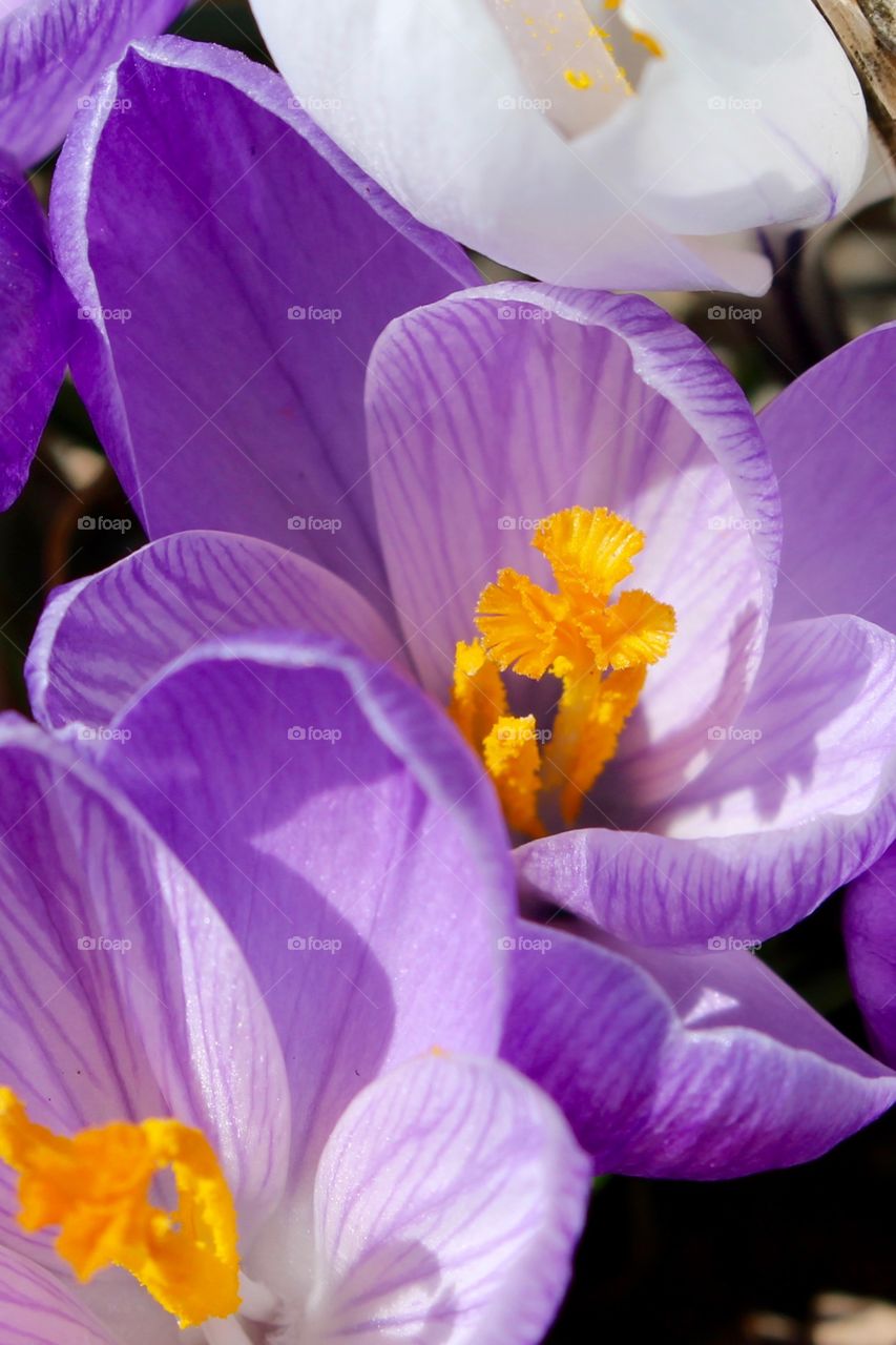 Spring Crocus