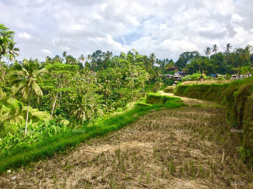 Ubud Rice Fields 