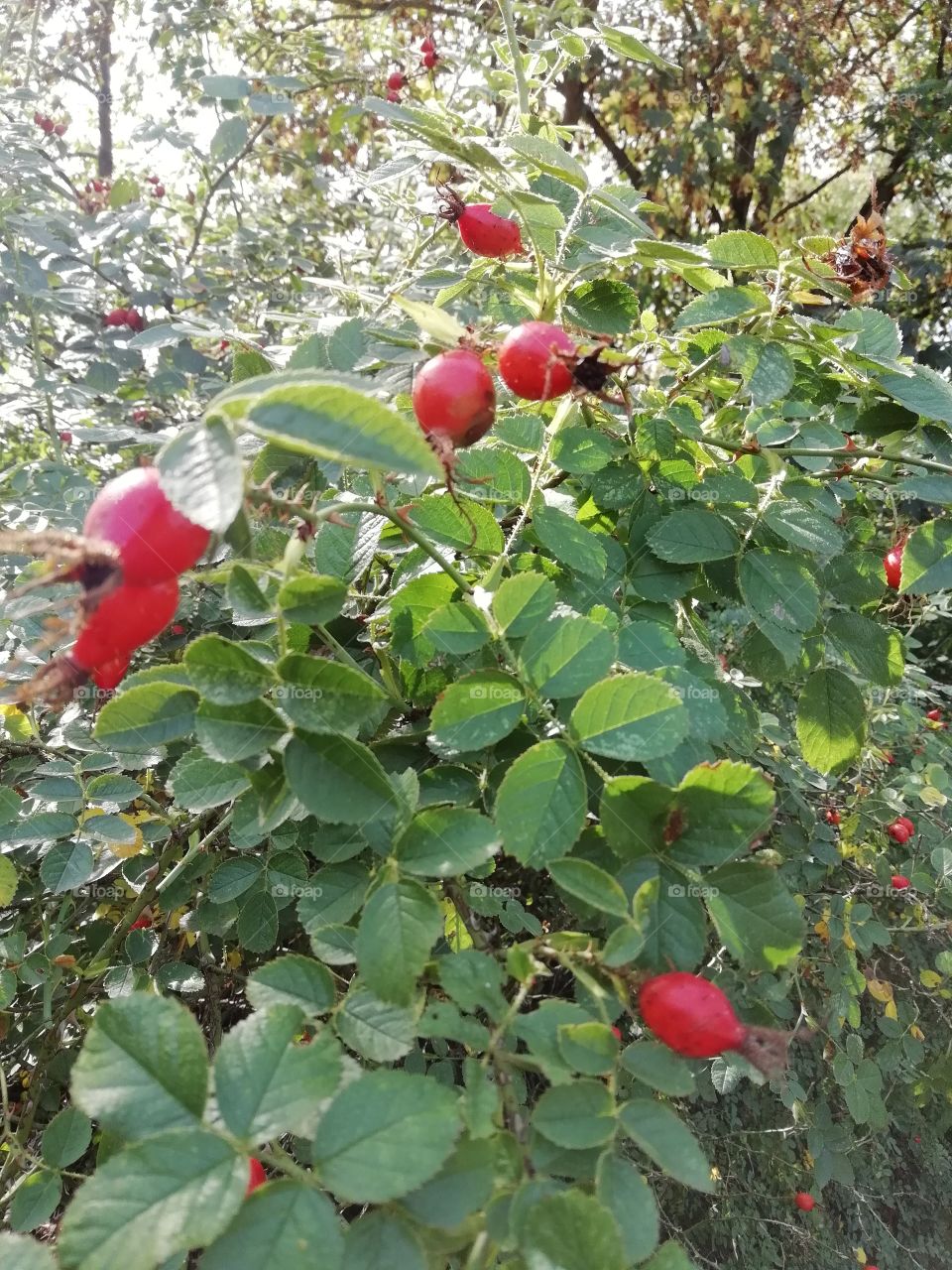 wild fruits