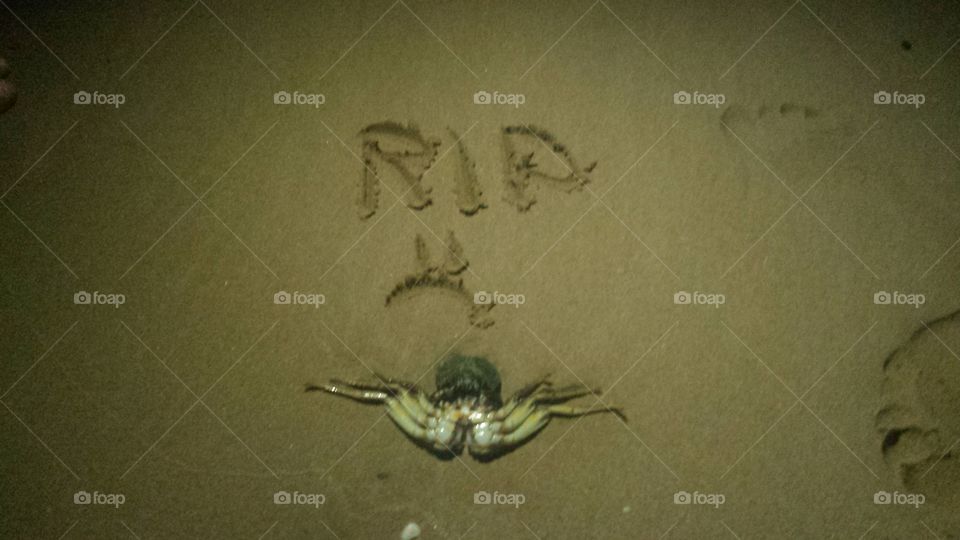 Goodbye crab