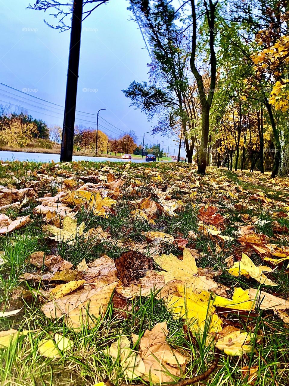 #rain #leaves
#grass #
#Autumn #road #