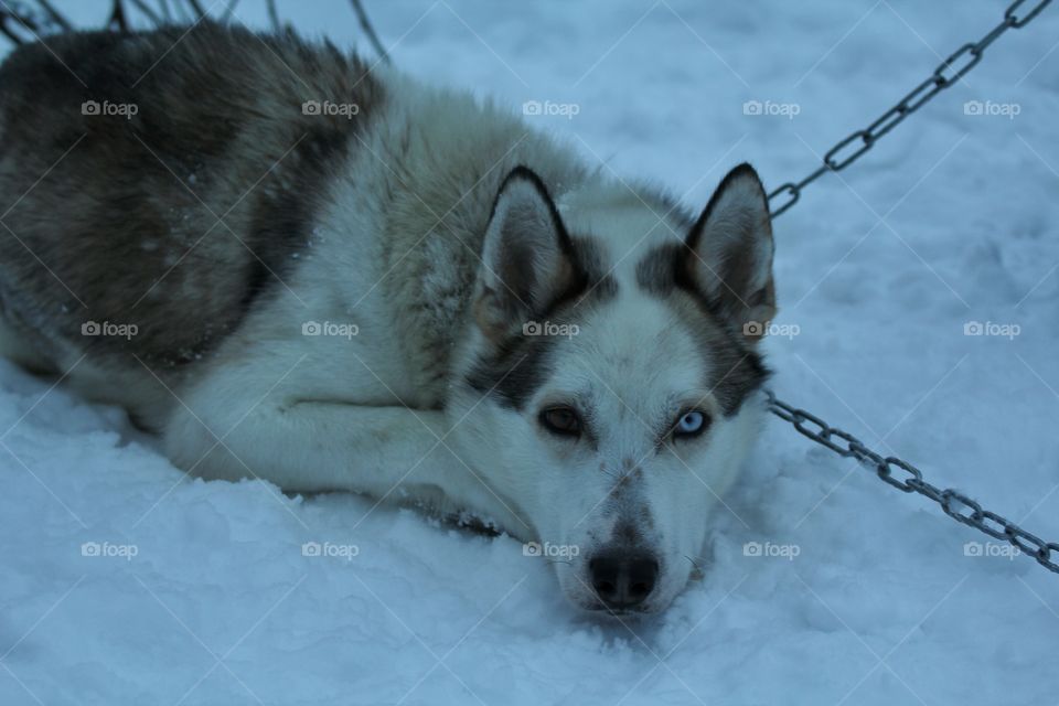 Husky in the snow, Finland