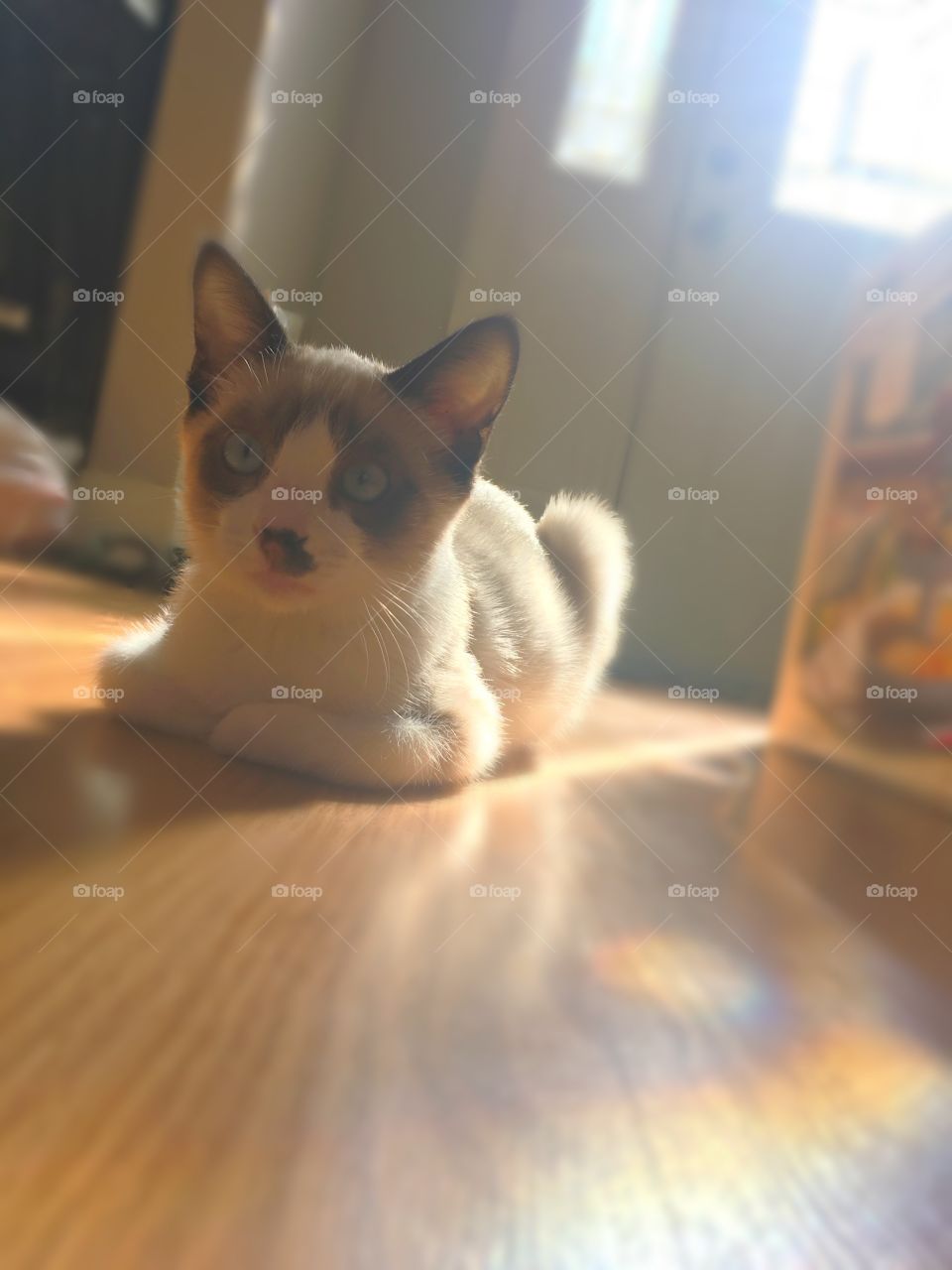 Cat in the sun 