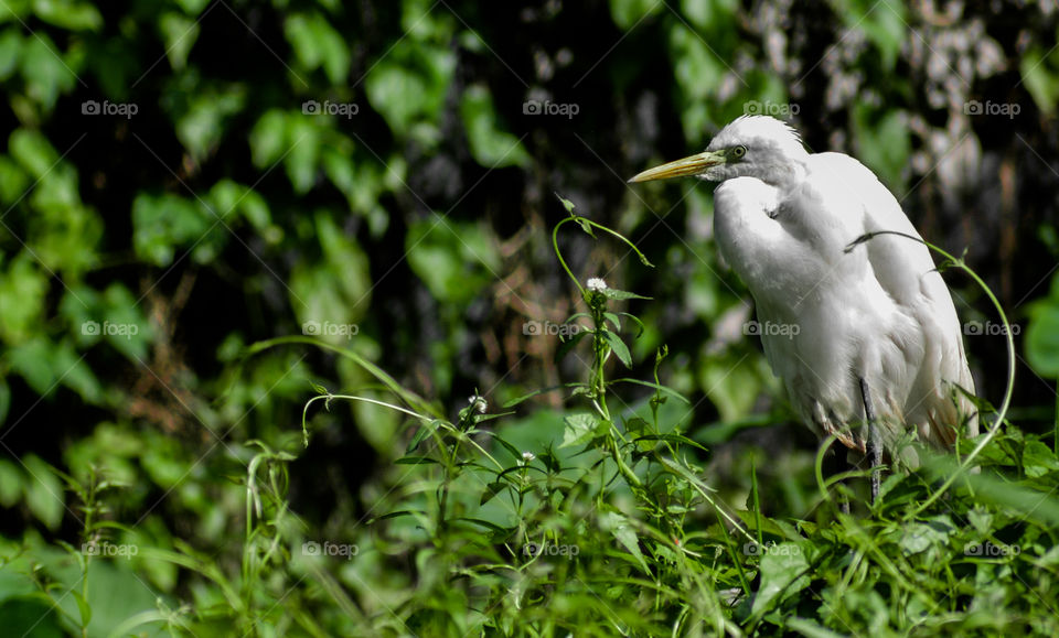Beautiful white bird