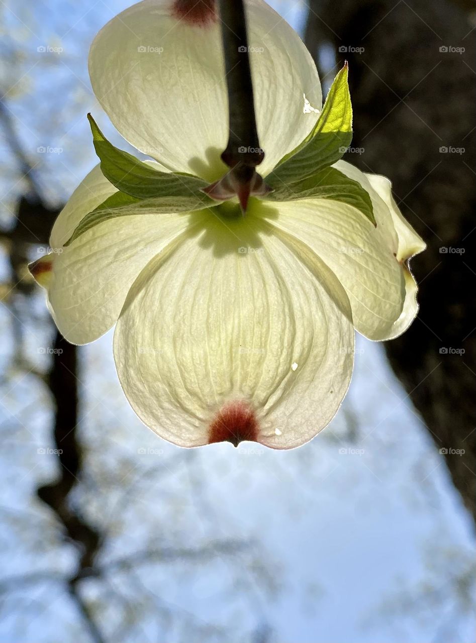 The sun shining through a dogwood blossom on a tree