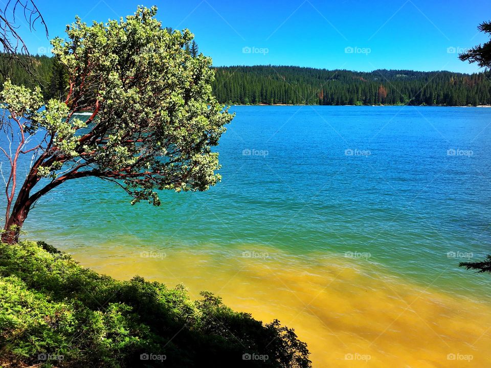 mountain flower colour view location