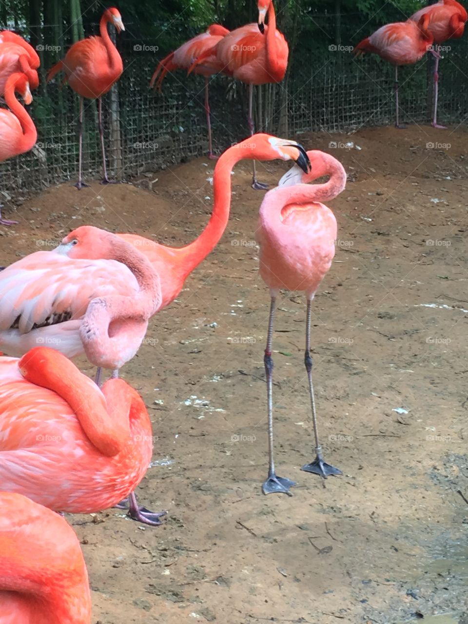 Flamingo kissing 