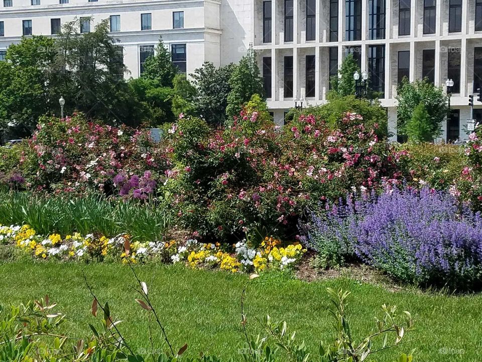 Flowers outside of the United States Supreme Court in Washington, DC. Photo taken spring 2018.