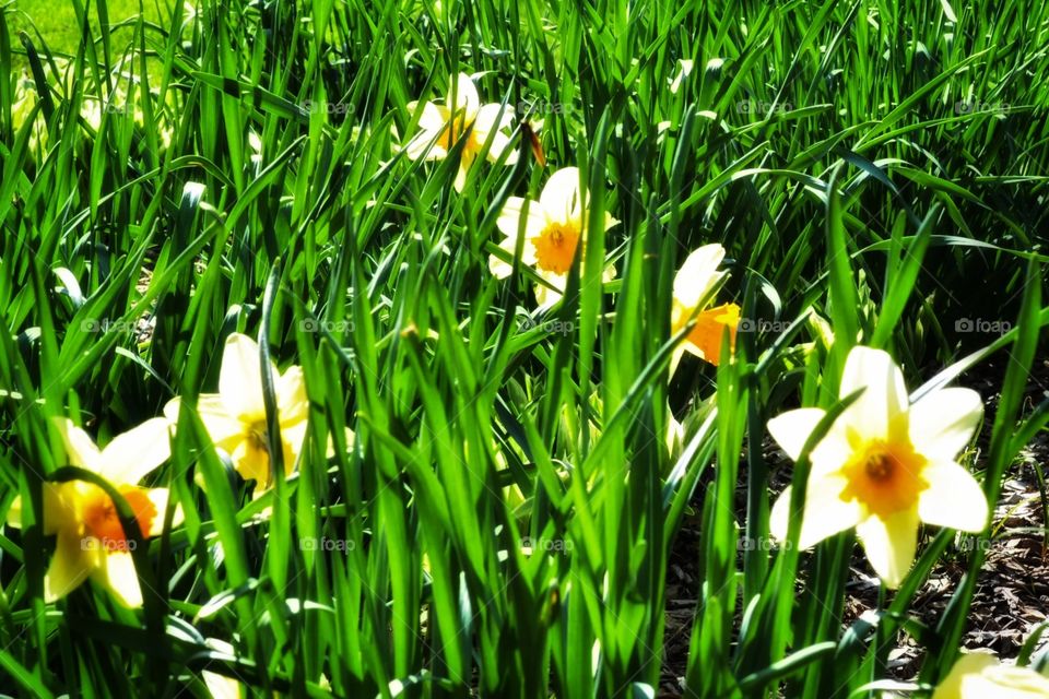 A bed of daffodils