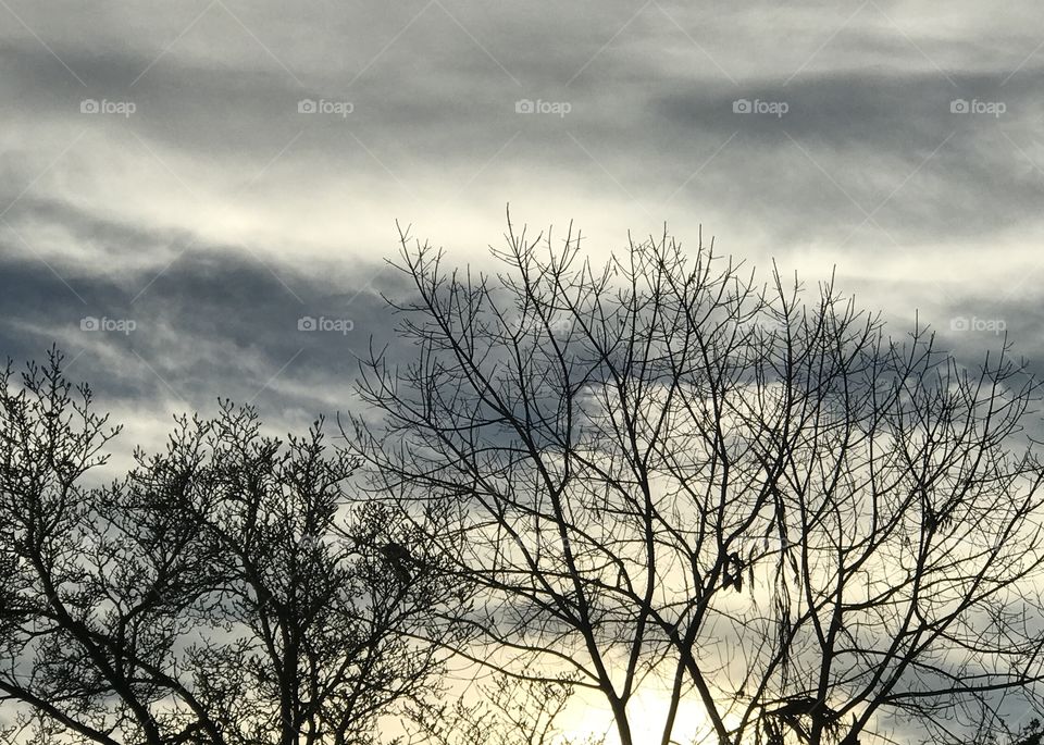 Sundown through branches