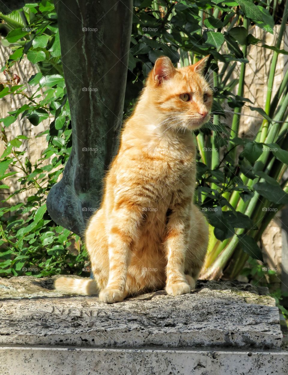 Italian cat Sorrento