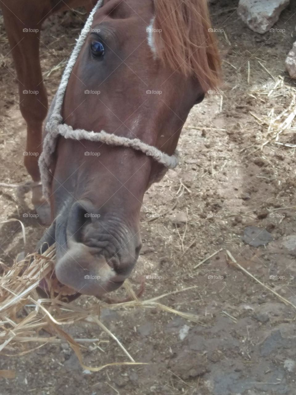 Beautiful brown horse looking at camera.