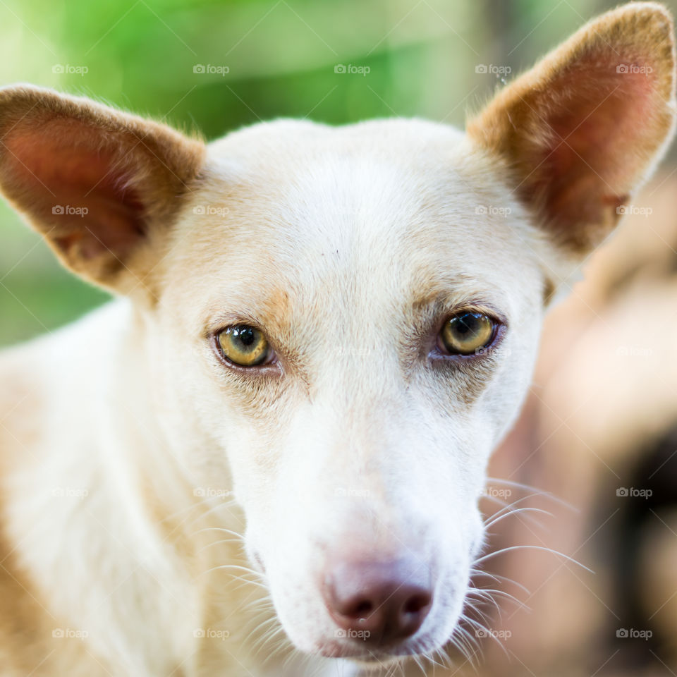 Indian pariah dog or Indian native dog's beautiful hypnotic eyes close up.