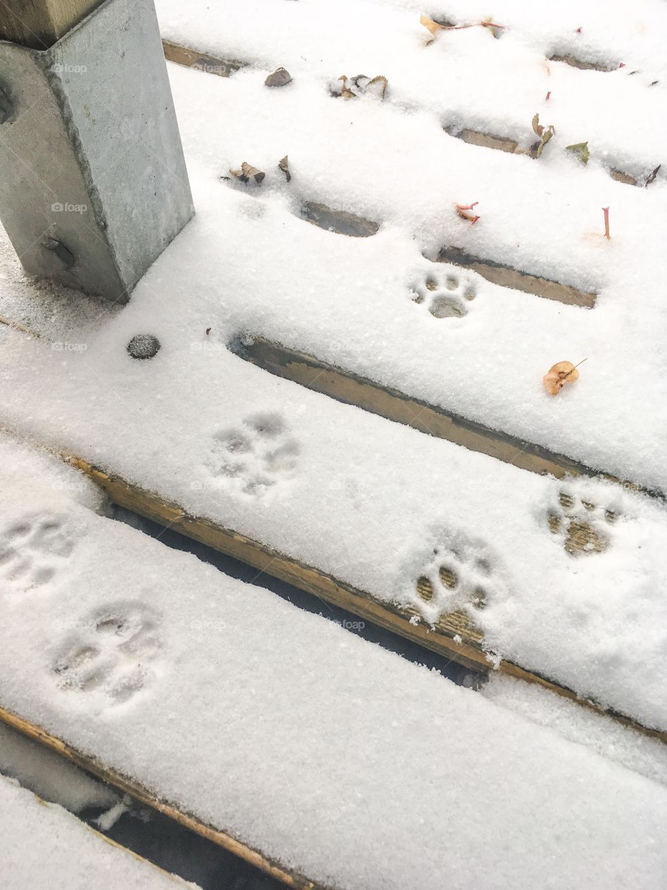 cat paws in snow