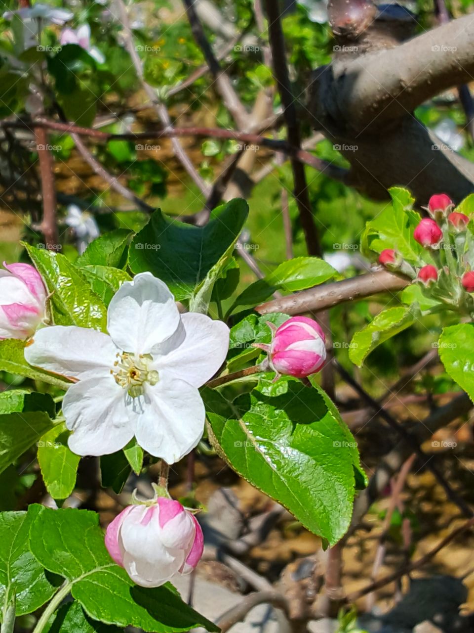 Close-up of apple blossoms
