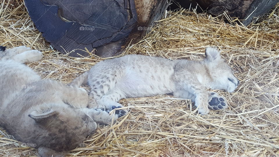 Two lion cubs