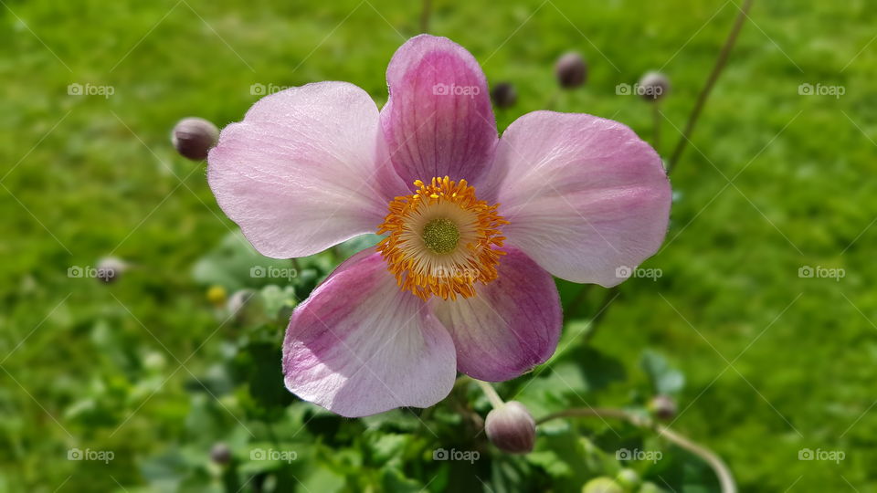 Pink purple September charm anemone flower .
Rosa lila höstanemon blomma