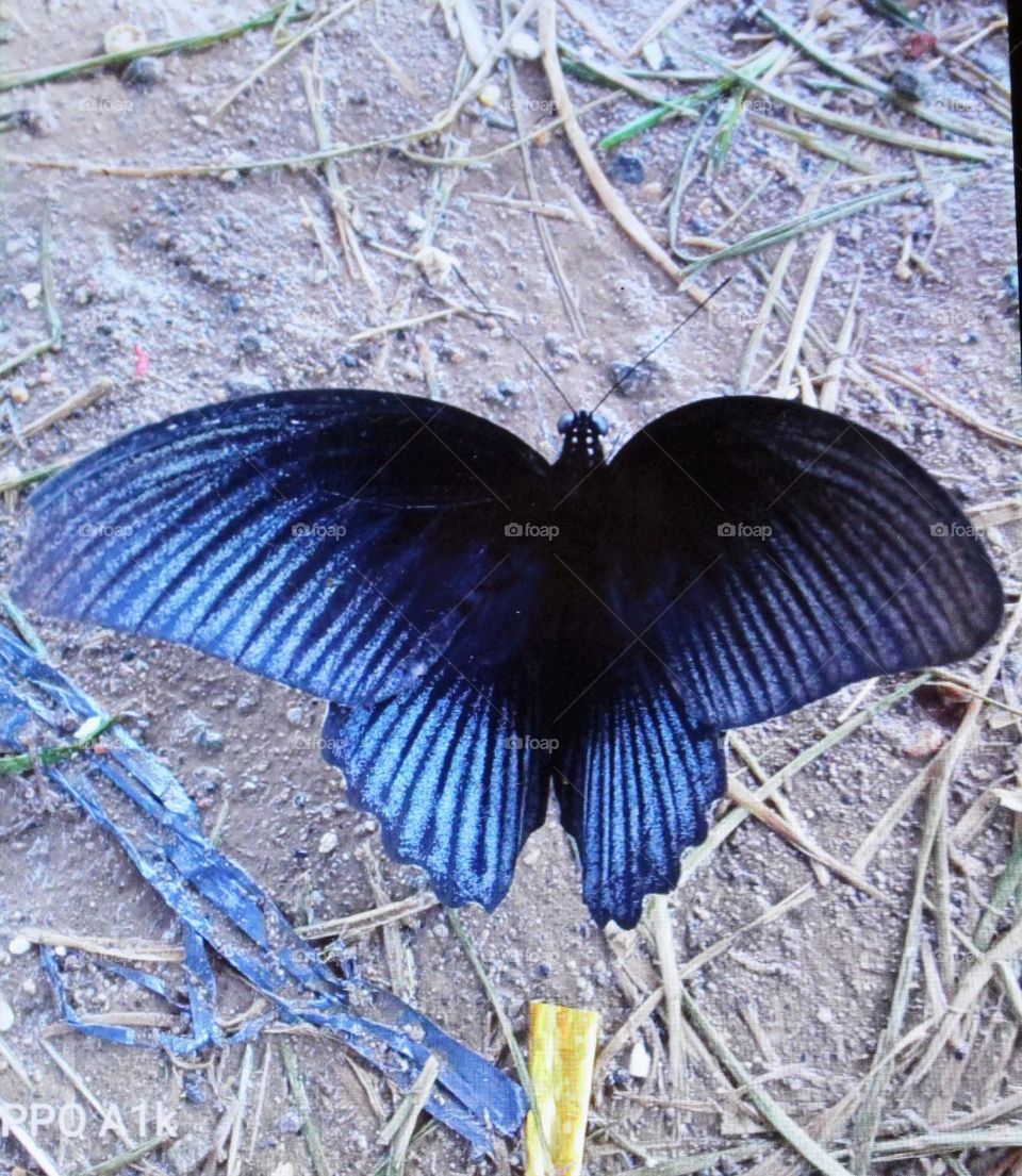 metallic blue that is the color of the butterfly's wings that was found perched in front of the house the color is very good and very beautiful so that it makes the butterfly fit to make a picture