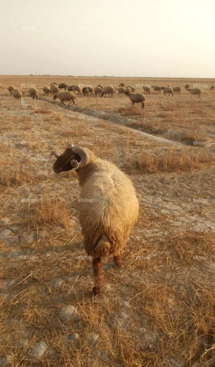 sheep