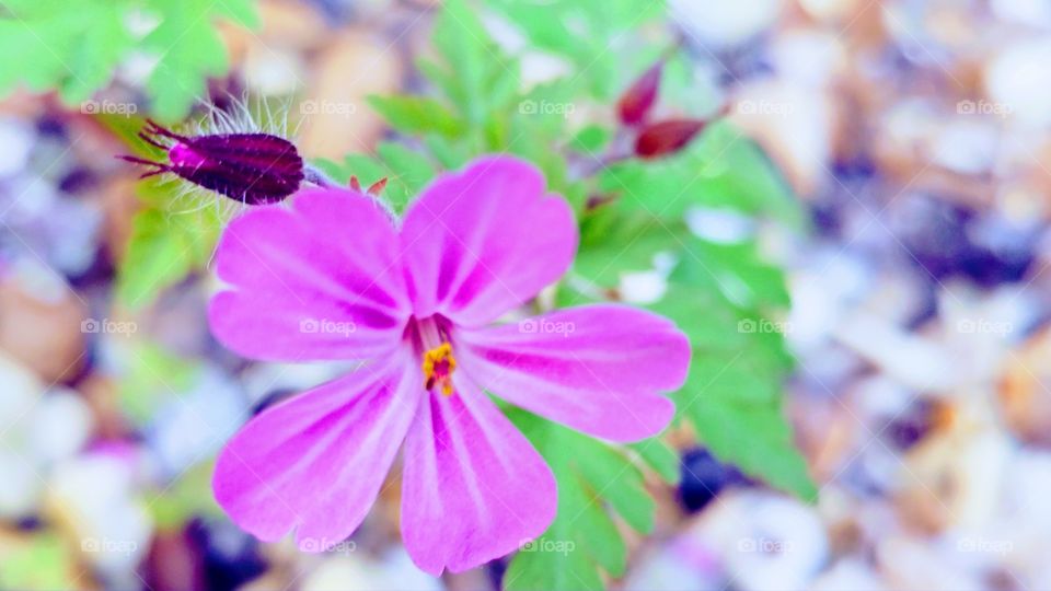 flowers