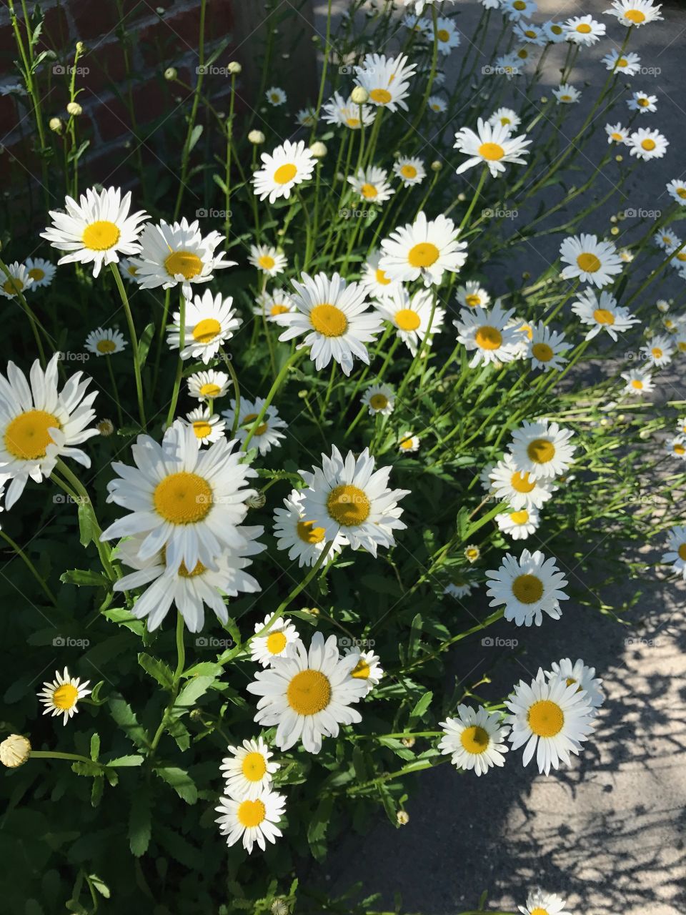 Pretty daisies in Spring at the Lauritzen Gardens in Omaha, Nebraska