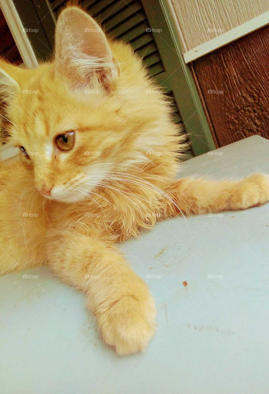 orange kitten, cute cat