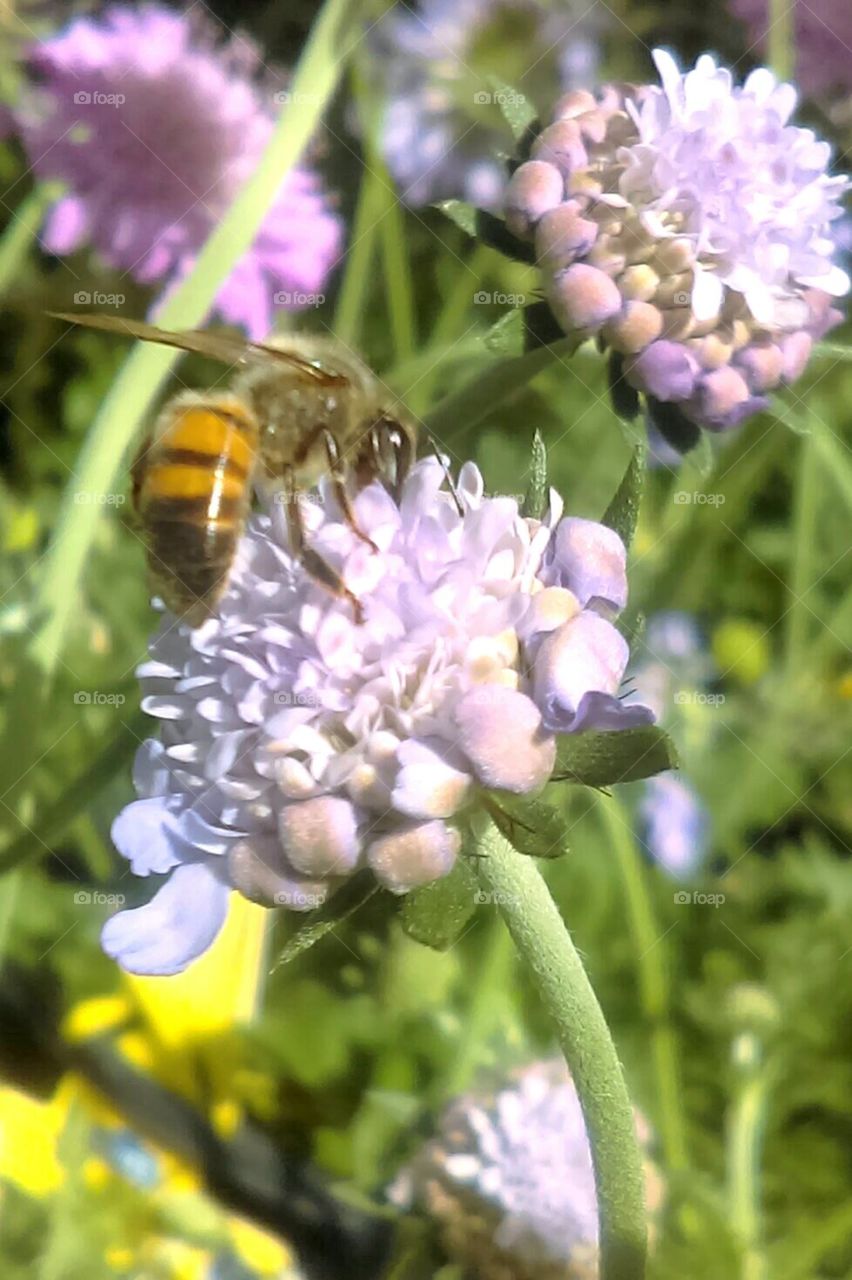 Bee pollinating