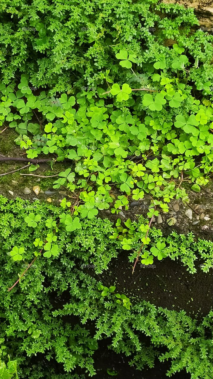 wild growth in rainy season