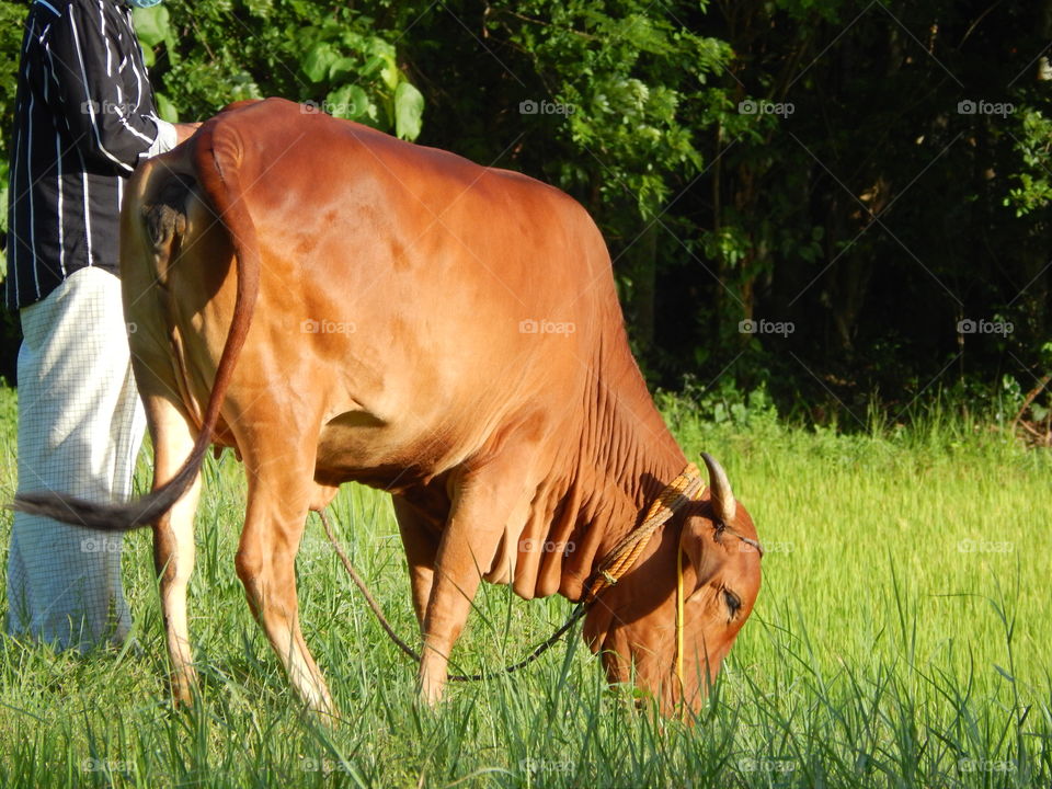 Gyr breed. one of the best breed from India. This breed gives us A2 milk which is one of the best cow's milk in the world.