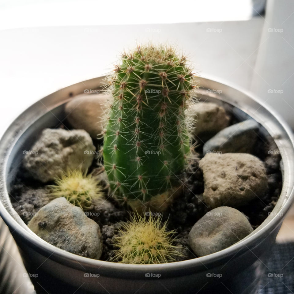 baby cactus