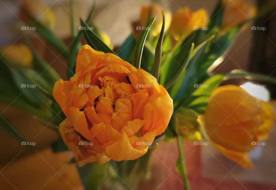 Yellow orange tulip Close-up