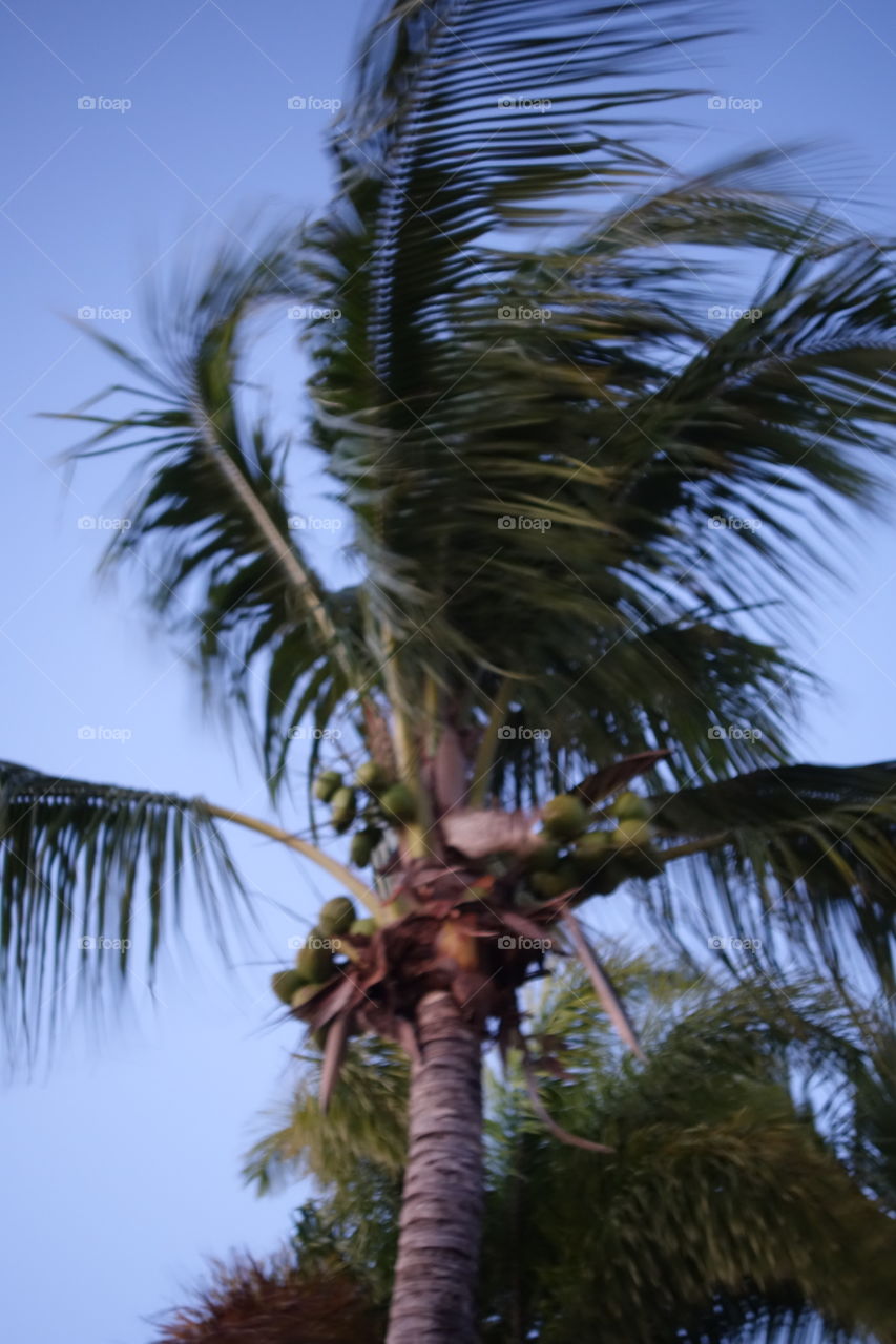 Coconut Palm Blowing On A Windy Day  