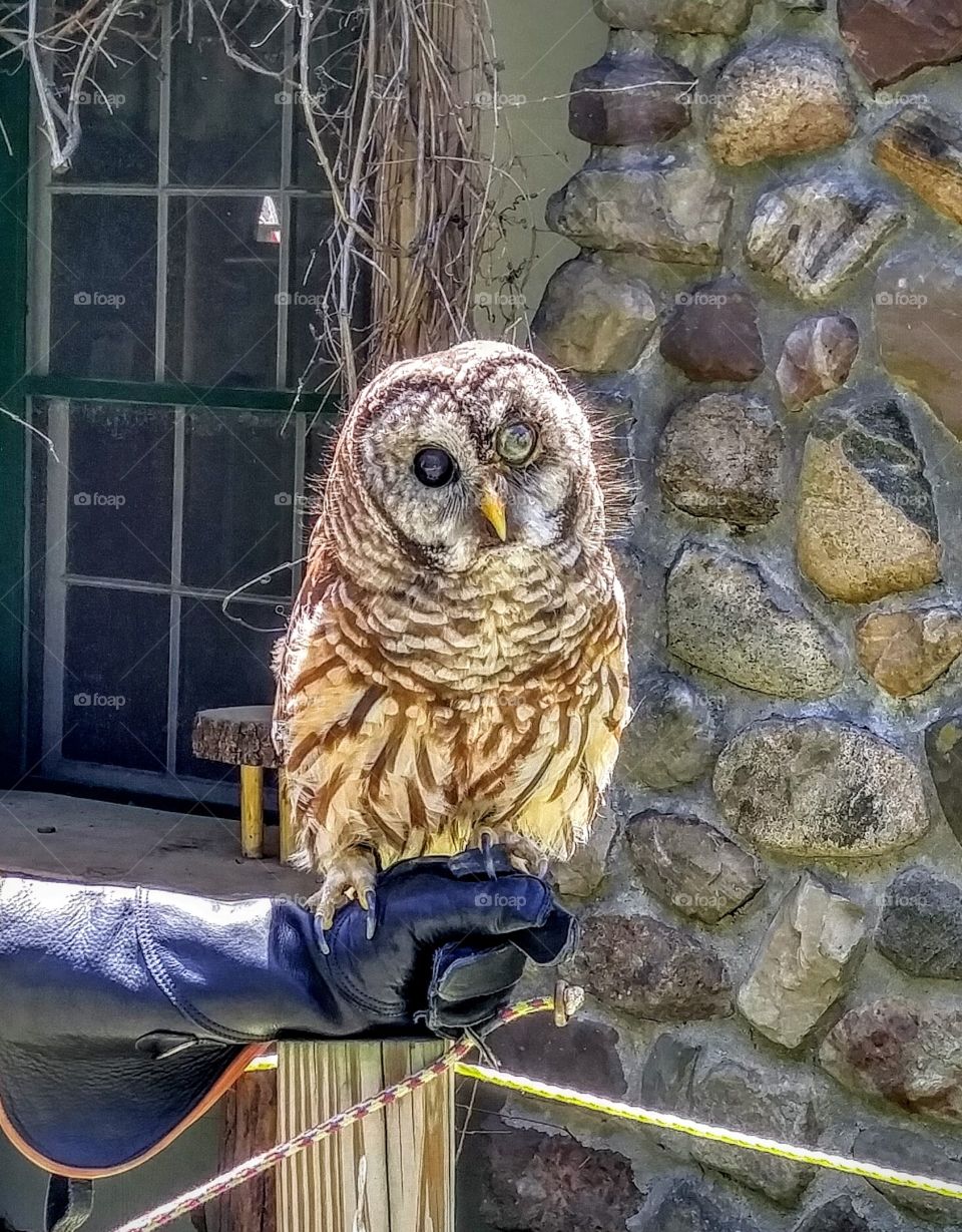 Barn Owl- He is blind in both eyes, but has the clearest hearing! So adorable.