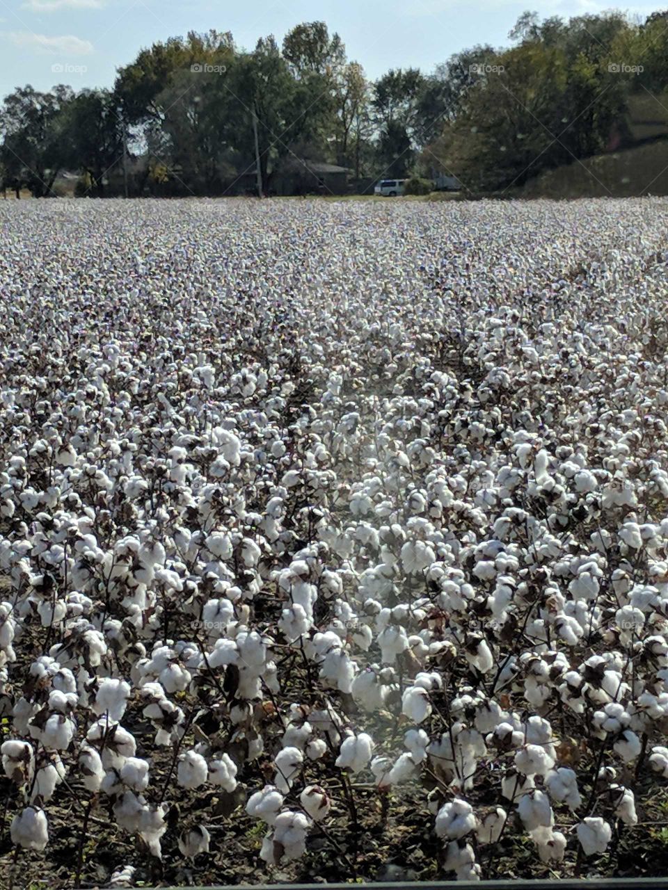 Huge field a cotton ready to be picked or harvested for use