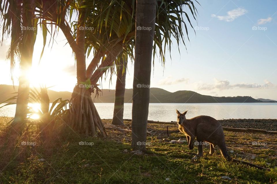 Sunrise Kangaroo