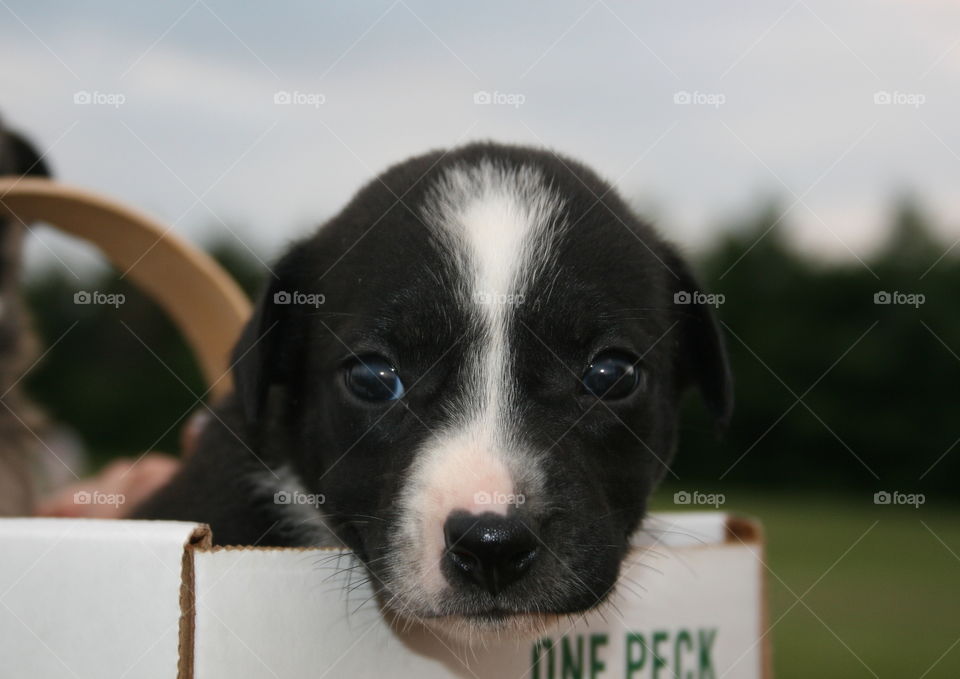 Puppy Eyes. One month old border collie mix. 