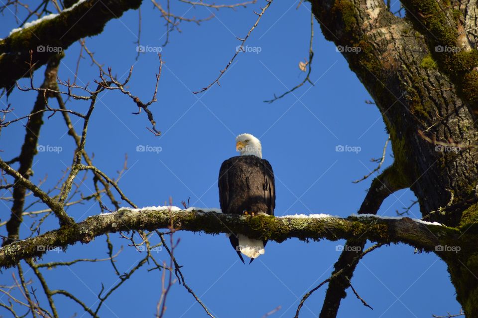 Bald eagle perched on branch. 
