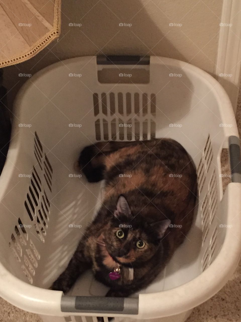 Cat In A Basket 