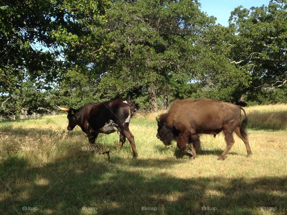 Bison or buffalo in pursuit of a cow for mating purposes.