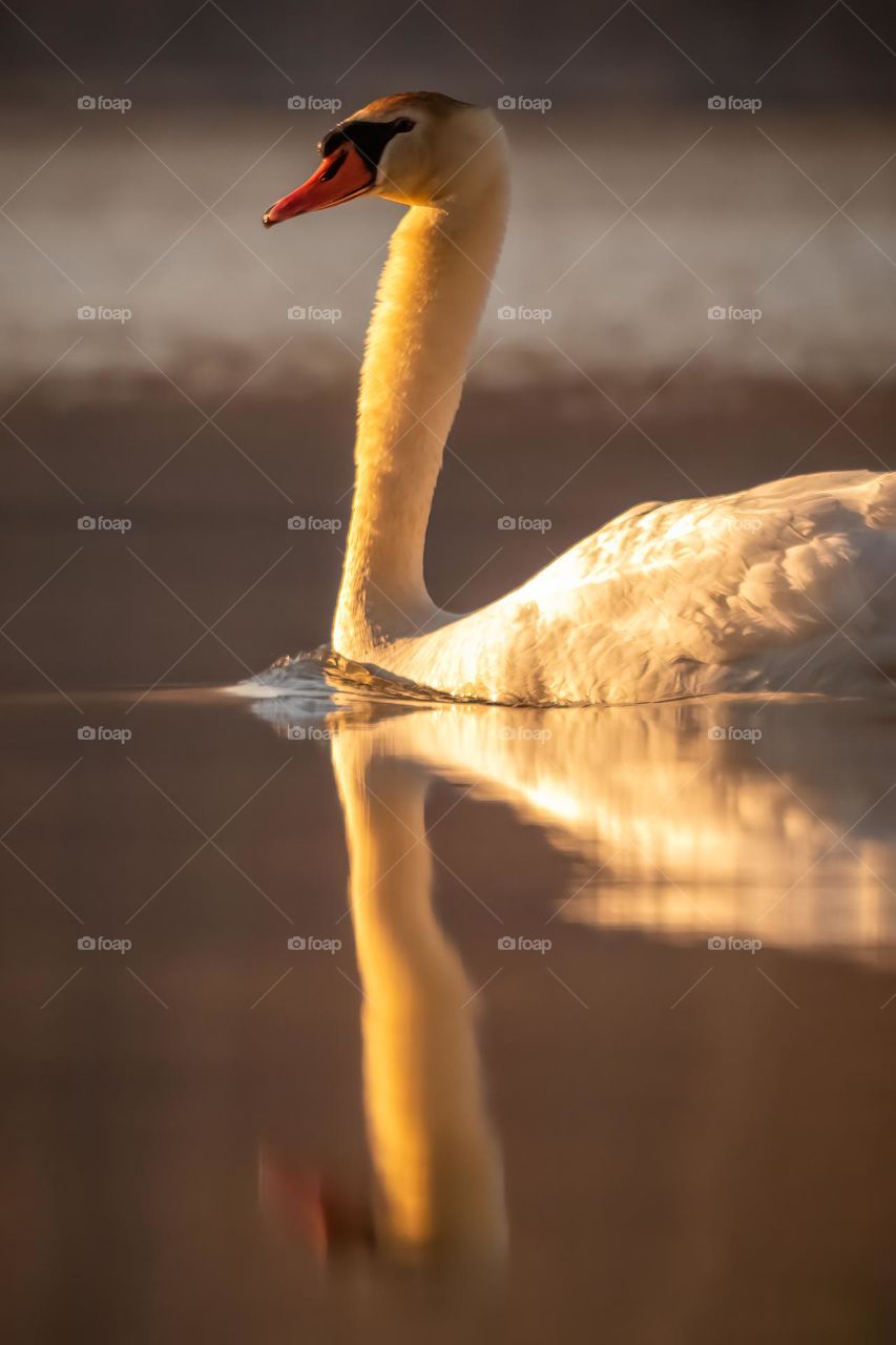 Mute Swan peacefully glides by during golden hour. 