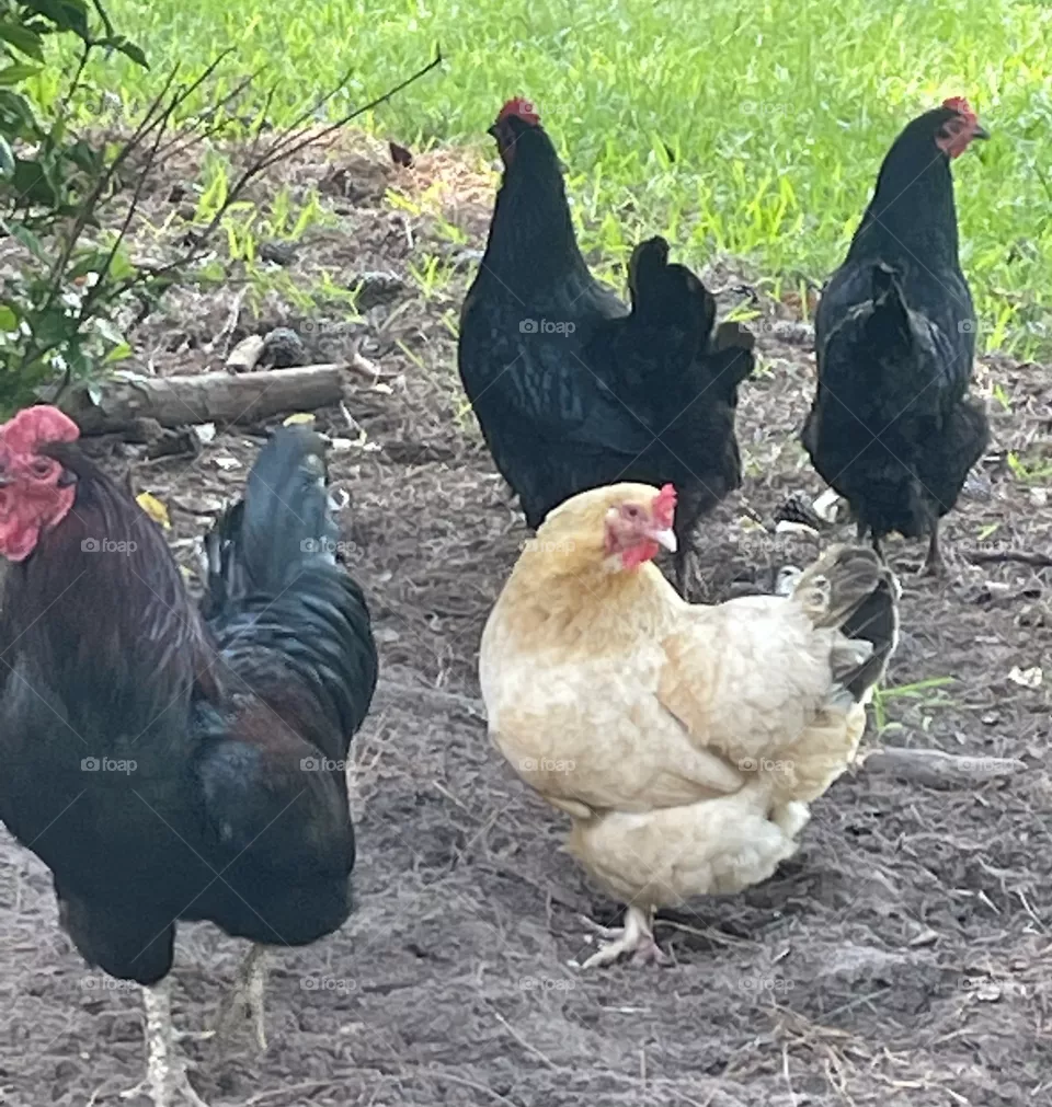 Hen party 