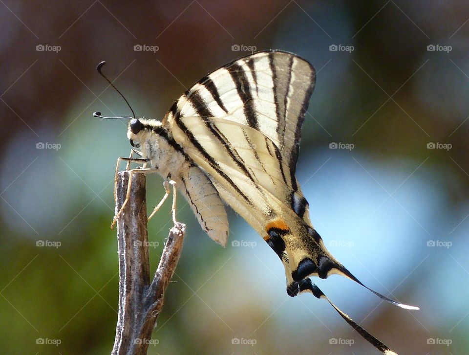 Scarce swallowtail